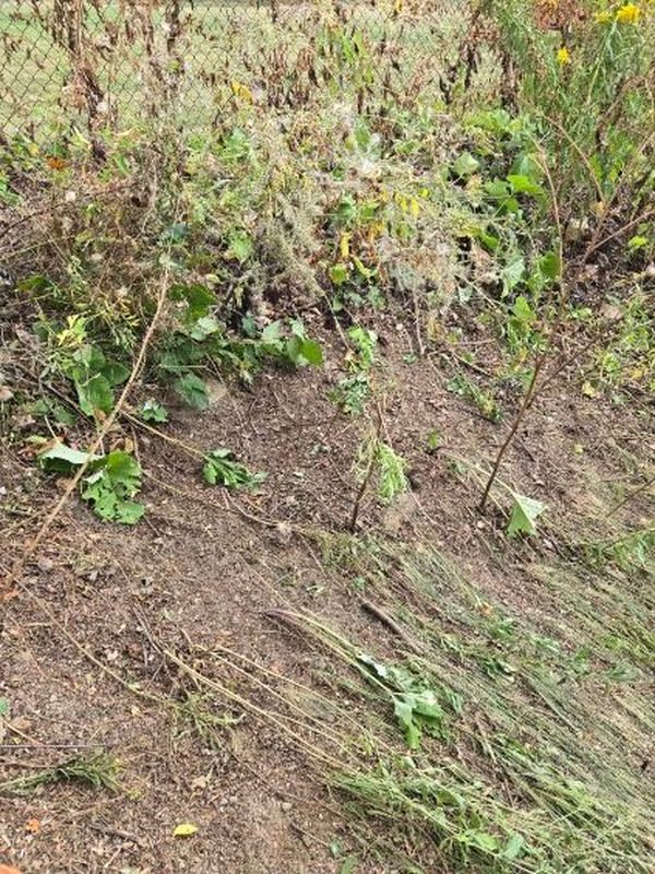 Ground raking and site maintenance