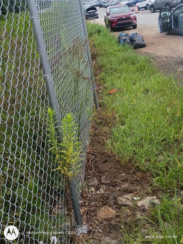 Property grounds cleanup
